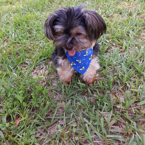 Little bees over the collar dog bandana - Picture 1 of 4